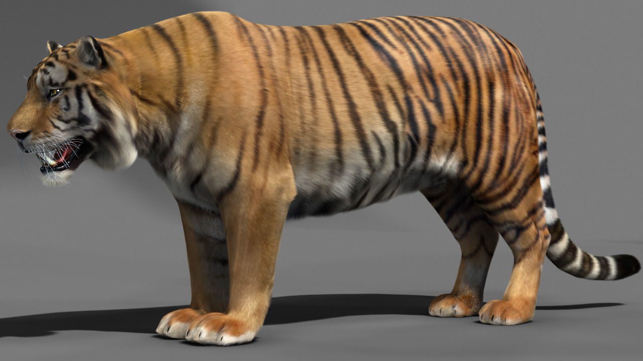 Free Tiger 3D Models