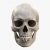 Skull 3D Model FREE DOWNLOAD